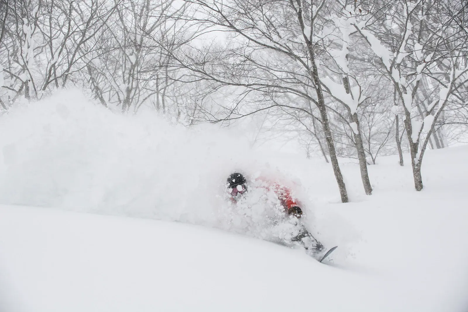 Snowboarder in powder among bare trees
